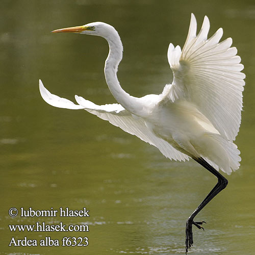 Ardea alba Great White Egret Silberreiher Grande Aigrette