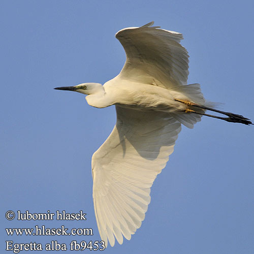 Ardea alba fb9453