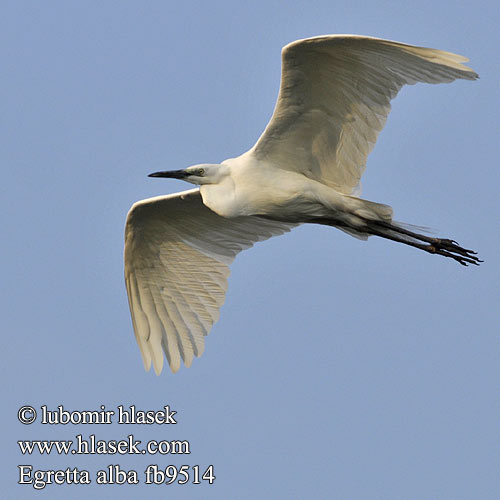 Ardea alba fb9514