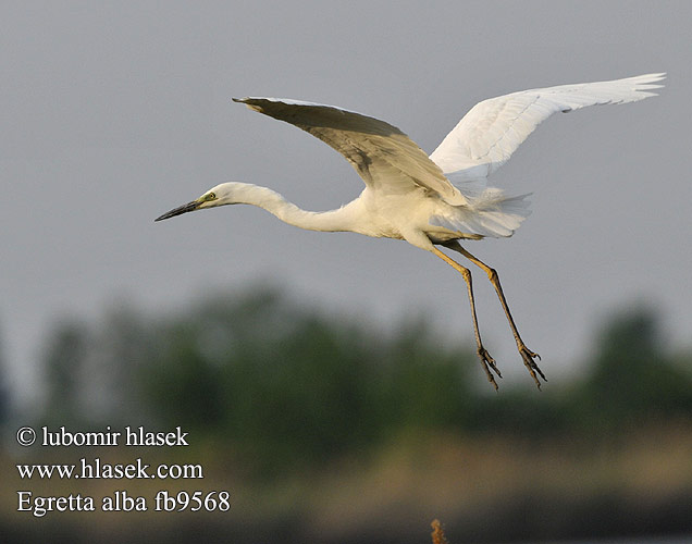 Ardea alba fb9568