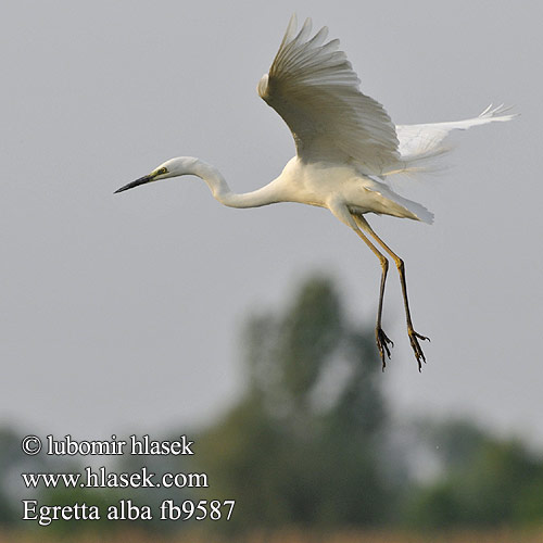 Ardea alba fb9587