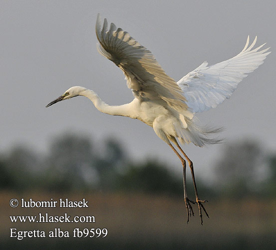 Ardea alba fb9599