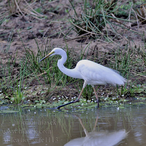 Ardea alba fe1113