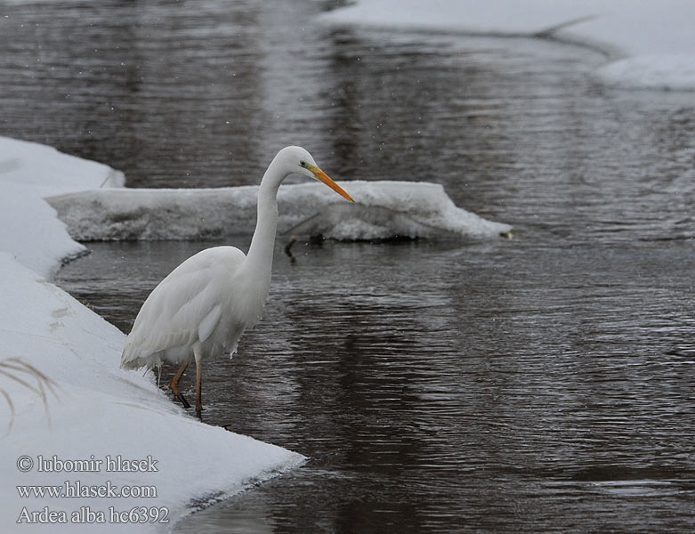 Ardea alba hc6392