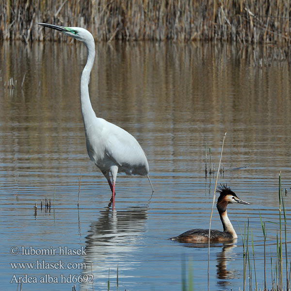 Silberreiher Grande Aigrette Garceta Grande Volavka bílá Czapla biała