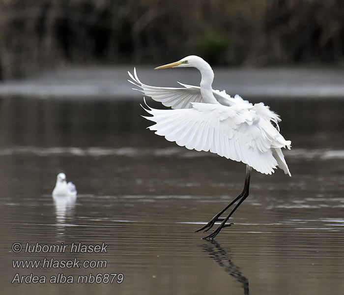 Ardea alba Garceta Grande