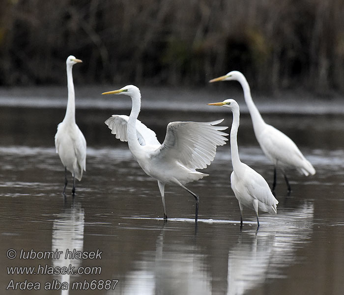 Ardea alba Volavka bílá