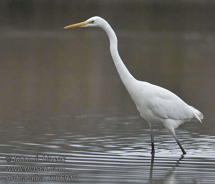 Ardea alba Czapla biała