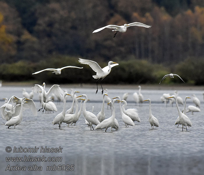 Ardea alba Grote Zilverreiger