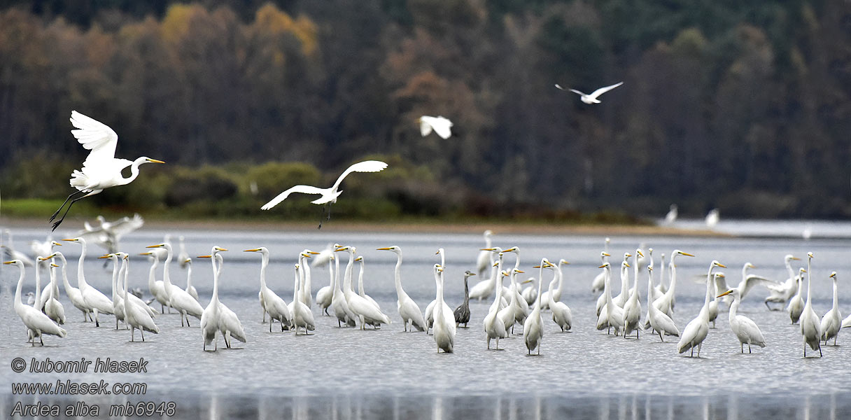 Ardea alba Jalohaikara