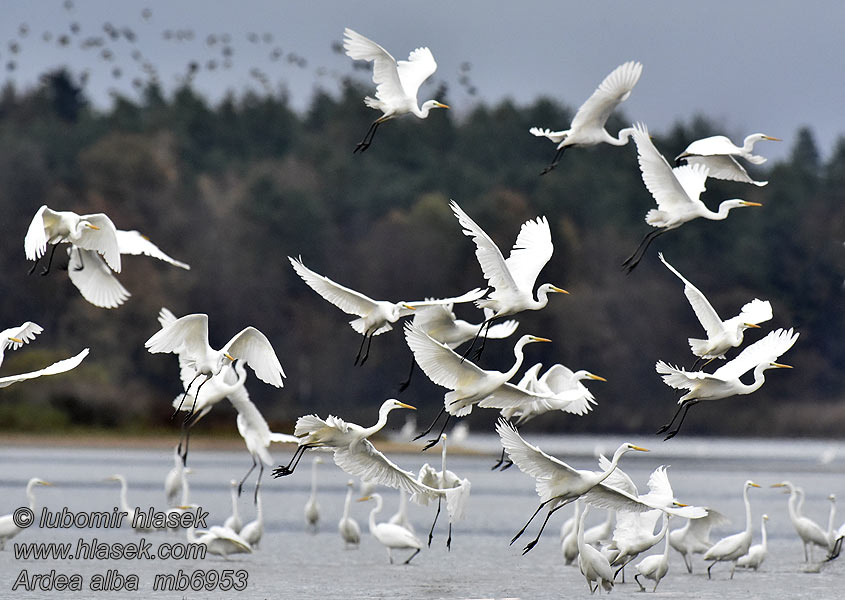 Ardea alba Airone bianco maggiore