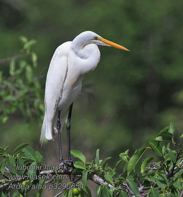 Ardea alba