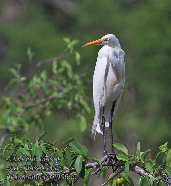 Ardea alba