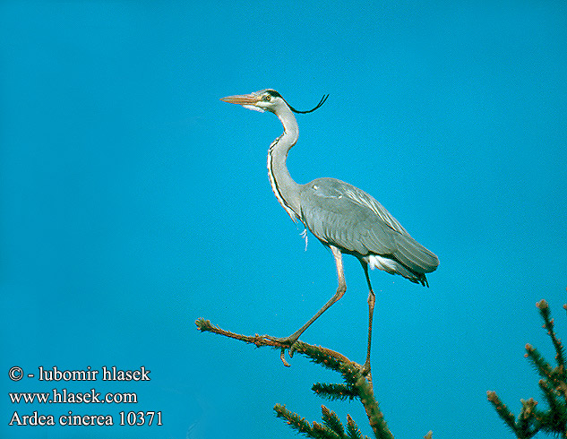 Ardea cinerea Grey Heron Graureiher Héron cendré