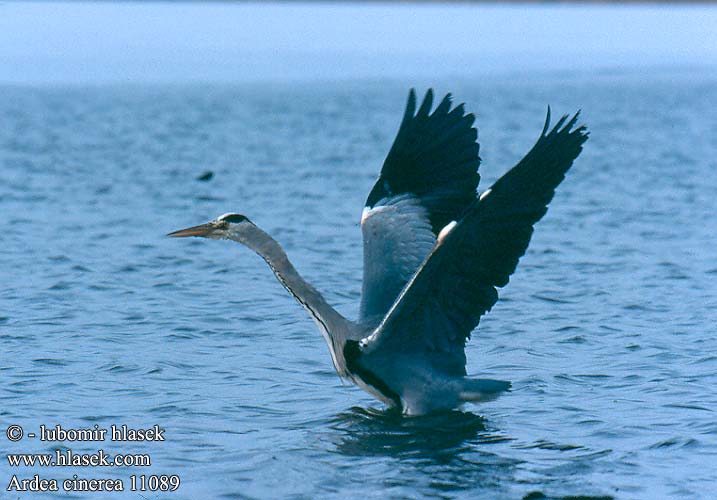 Volavka popelavá Fiskehejre Blauwe Reiger Harmaahaikara