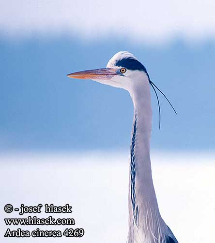 Ardea cinerea 4269