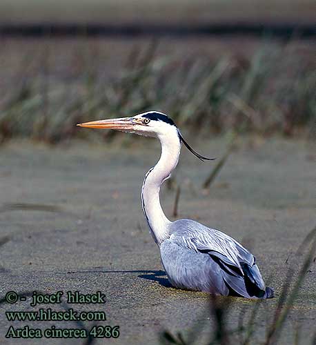 Ardea cinerea 4286