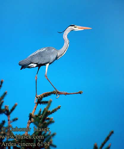 Ardea cinerea 6194