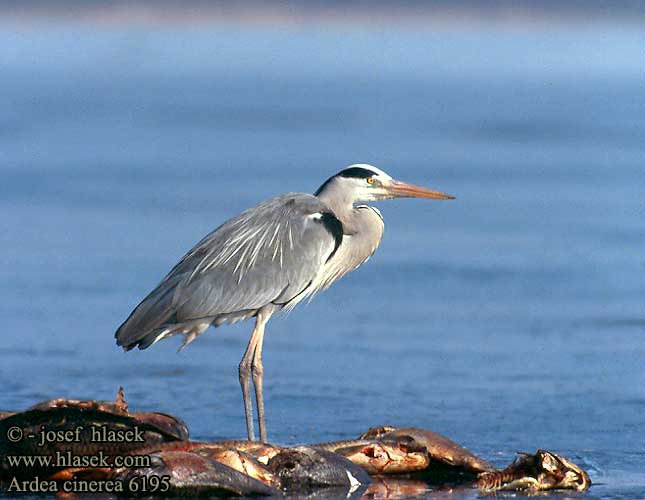 Ardea cinerea 6195