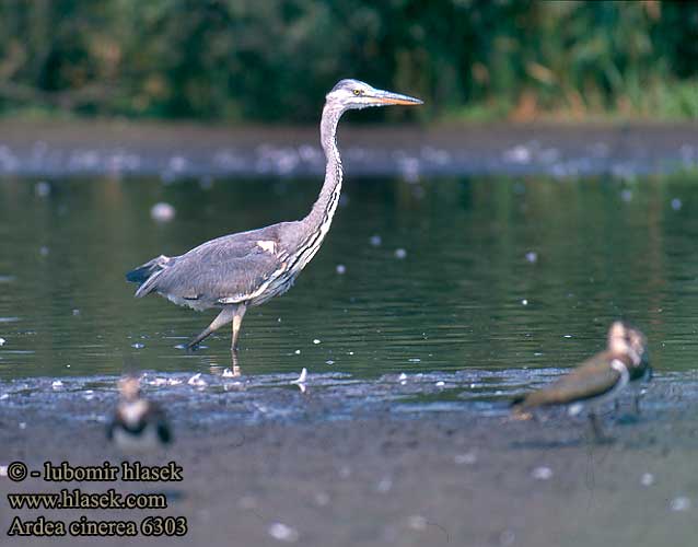 Ardea cinerea 6303