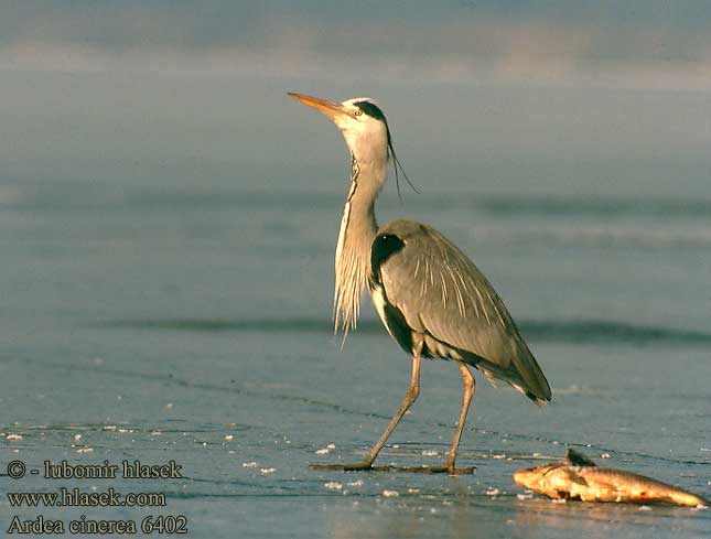 Grey Heron Graureiher Héron cendré Garza Real