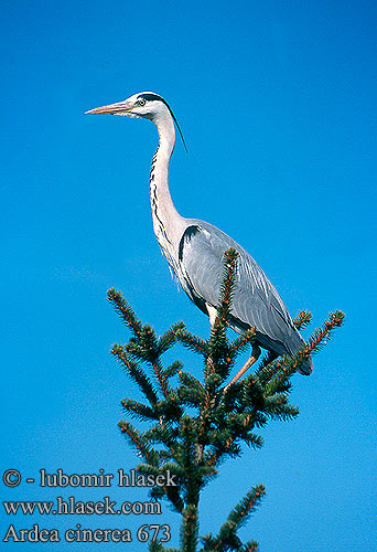 Grey Heron Graureiher Héron cendré Garza Real