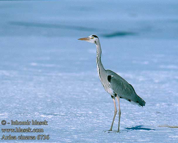 Ardea cinerea 6736