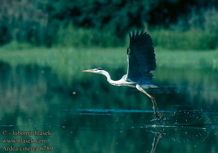 Ardea cinerea 6789