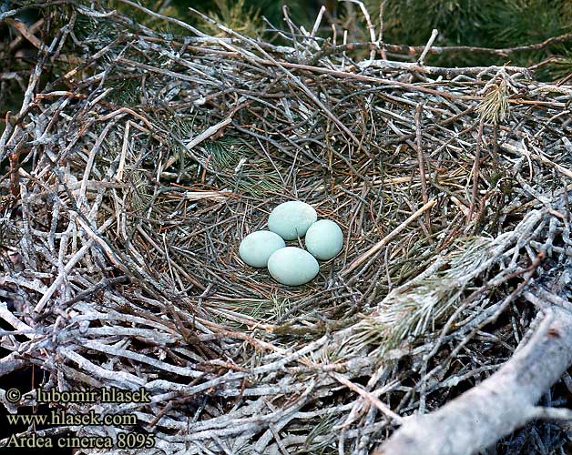 eggs nest Ardea cinerea Garza Real Volavka popelavá