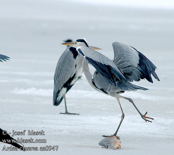 Volavka popelavá Fiskehejre Blauwe Reiger Harmaahaikara