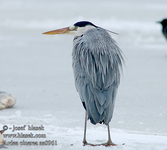 Fiskehejre Blauwe Reiger Harmaahaikara Gråhegre