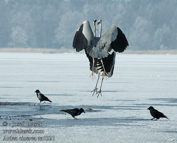 Blauwe Reiger Harmaahaikara Gråhegre Gråhäger