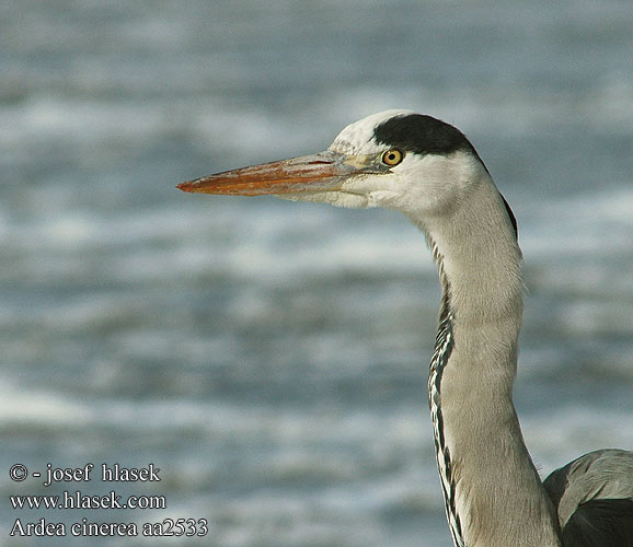 Ardea cinerea aa2533