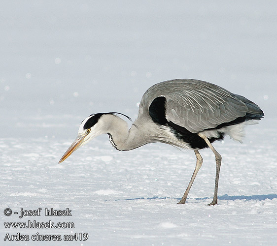 Ardea cinerea aa419