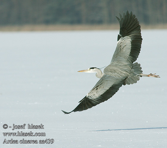 Ardea cinerea aa439