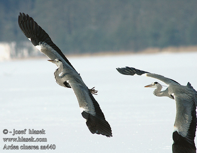 Ardea cinerea aa440