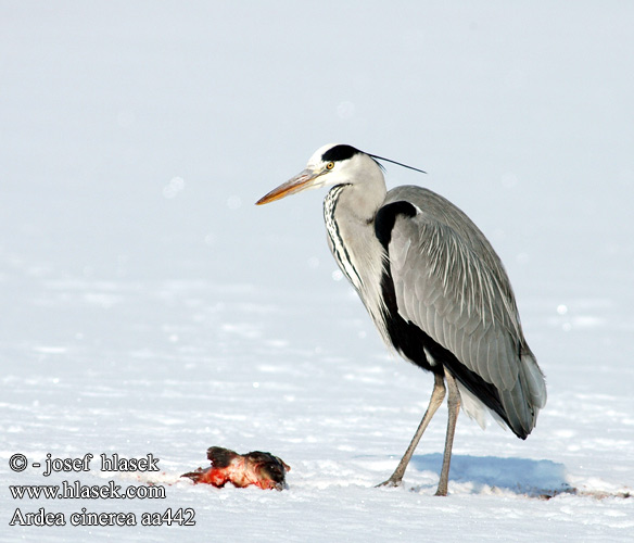 Ardea cinerea aa442