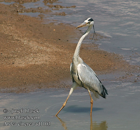 Ardea cinerea ad1103