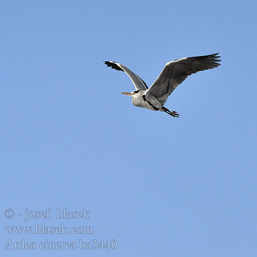 Ardea cinerea ba3440