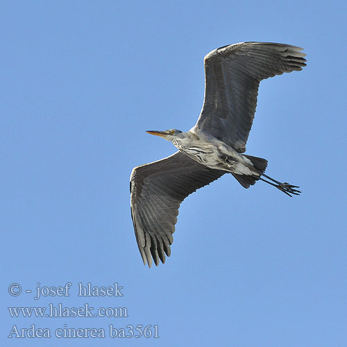 Ardea cinerea ba3561