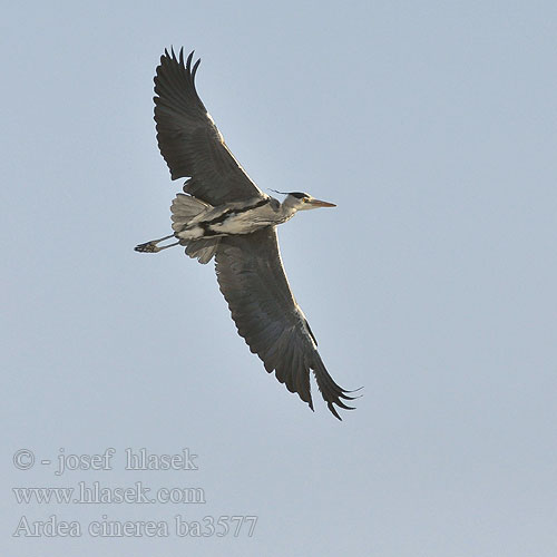 Ardea cinerea ba3577