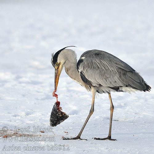 Ardea cinerea ba3912