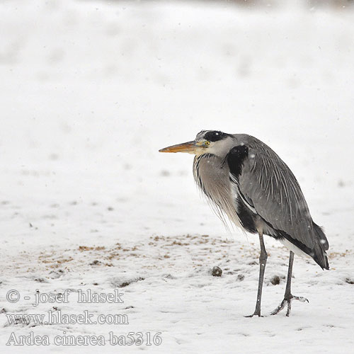 Ardea cinerea ba5316