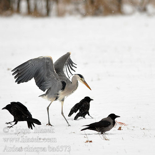 Ardea cinerea ba6573