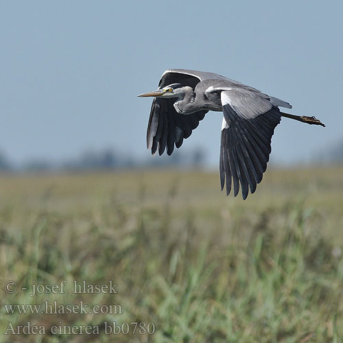 Ardea cinerea bb0780