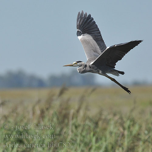 Ardea cinerea bb0782