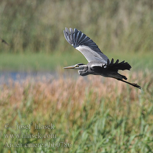 Ardea cinerea bb0786