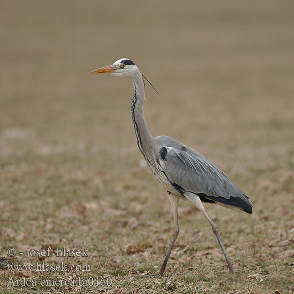 Ardea cinerea bj0160