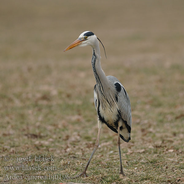 Ardea cinerea bj0196