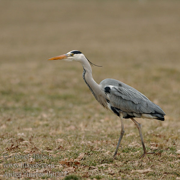 Ardea cinerea bj0227